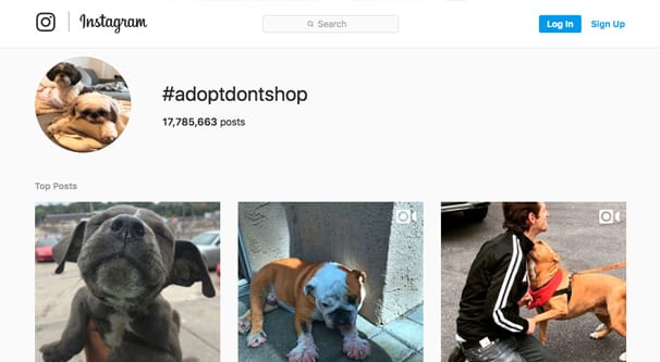 Instagram Top Posts Example