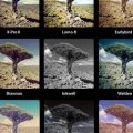 Most Popular Instagram Filters